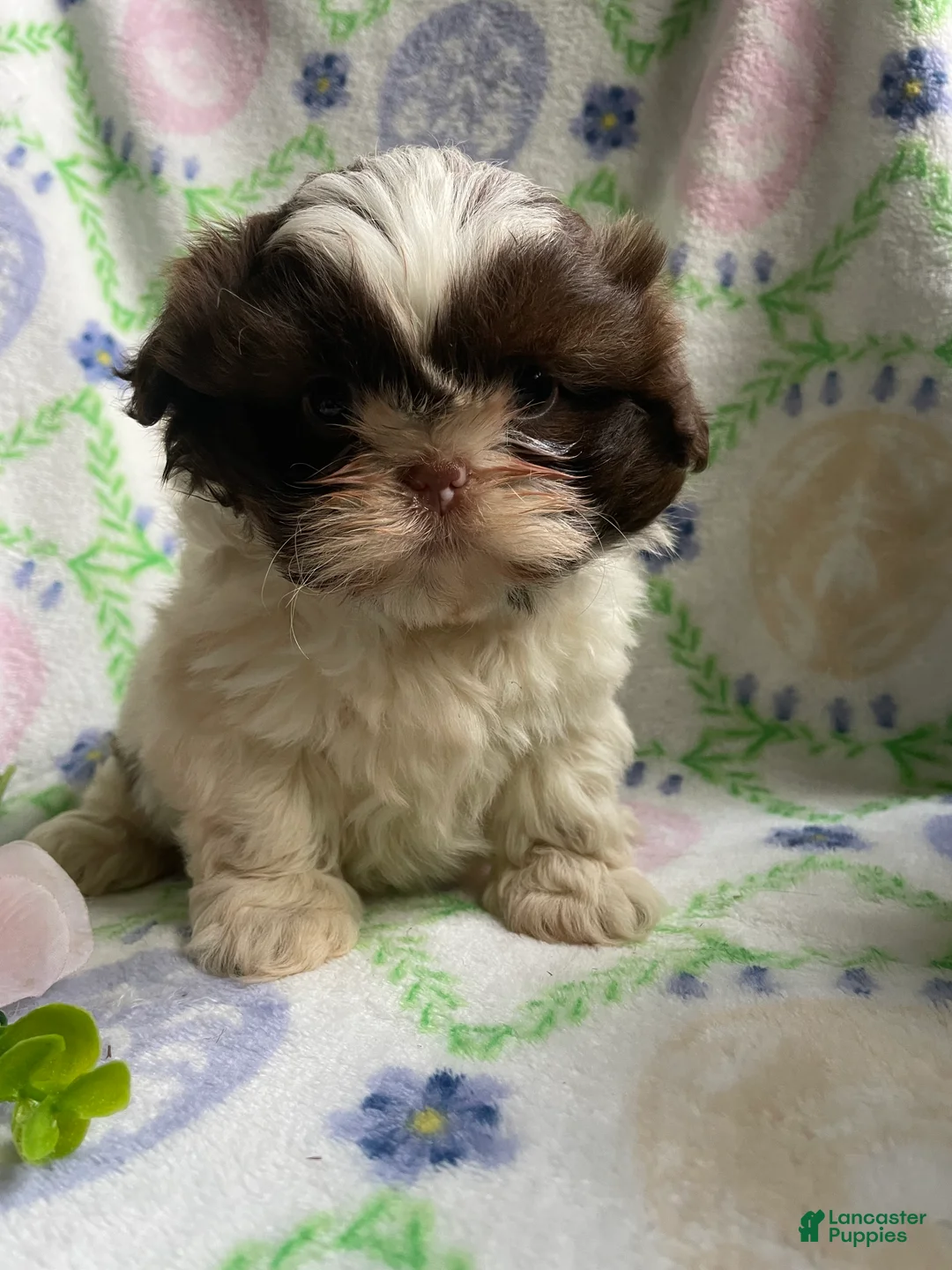 Shih Tzu dogs for sale: Faith - Ad 1