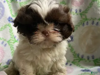Shih Tzu dogs Faith - Ad 40