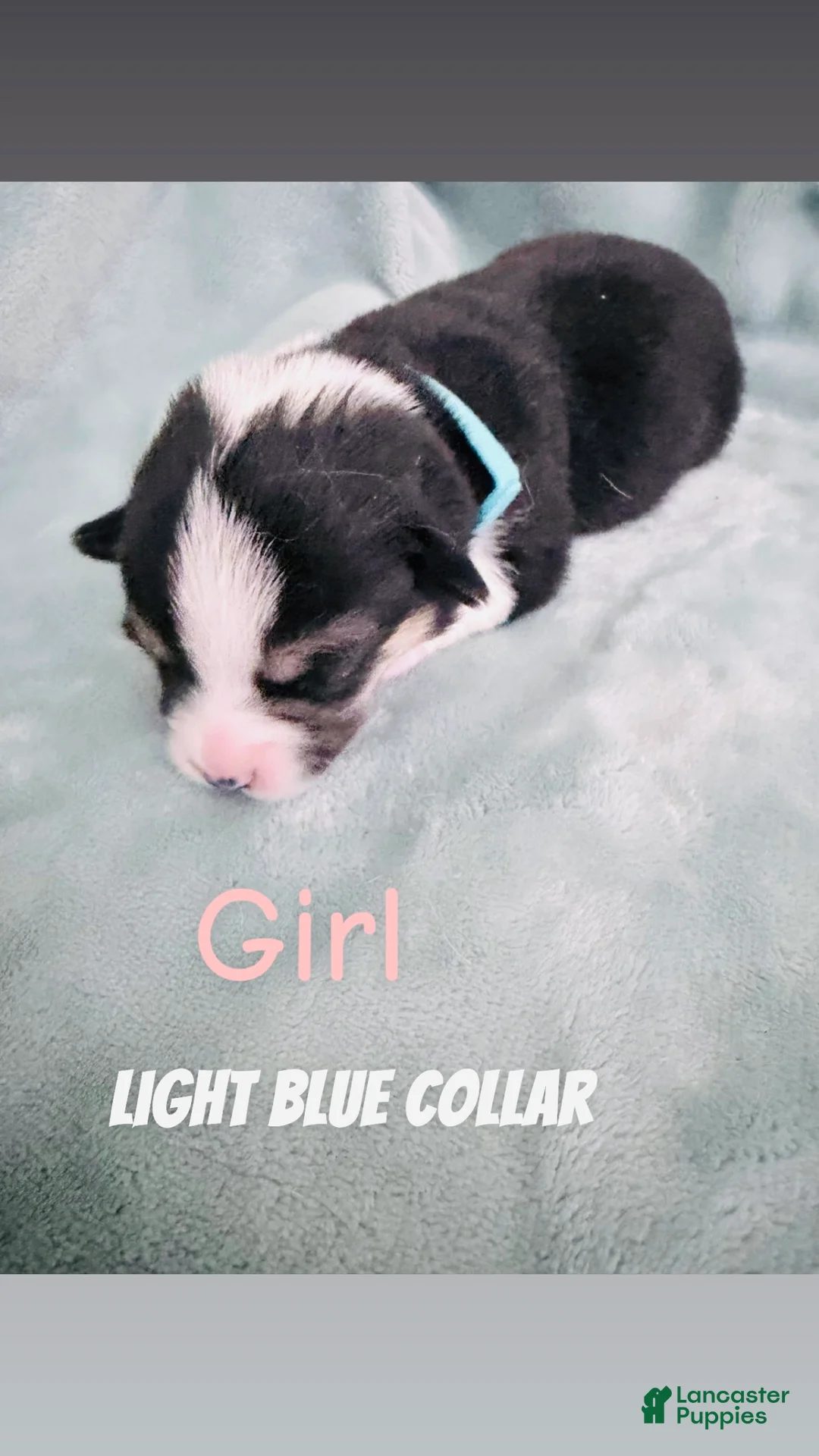 Welsh Corgi Pembroke dogs for sale: Welsh Corgi Pembroke Puppy light blue collar  - Ad 1