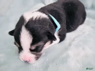 Welsh Corgi Pembroke dogs for sale: Welsh Corgi Pembroke Puppy light blue collar - Ad 2