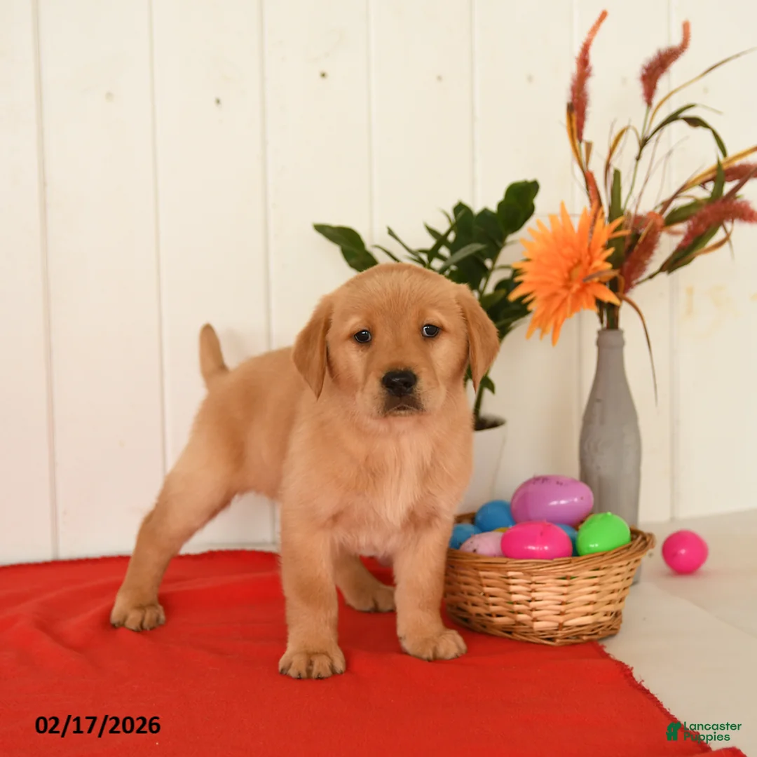 Goldador dogs for sale: Kody - Ad 3