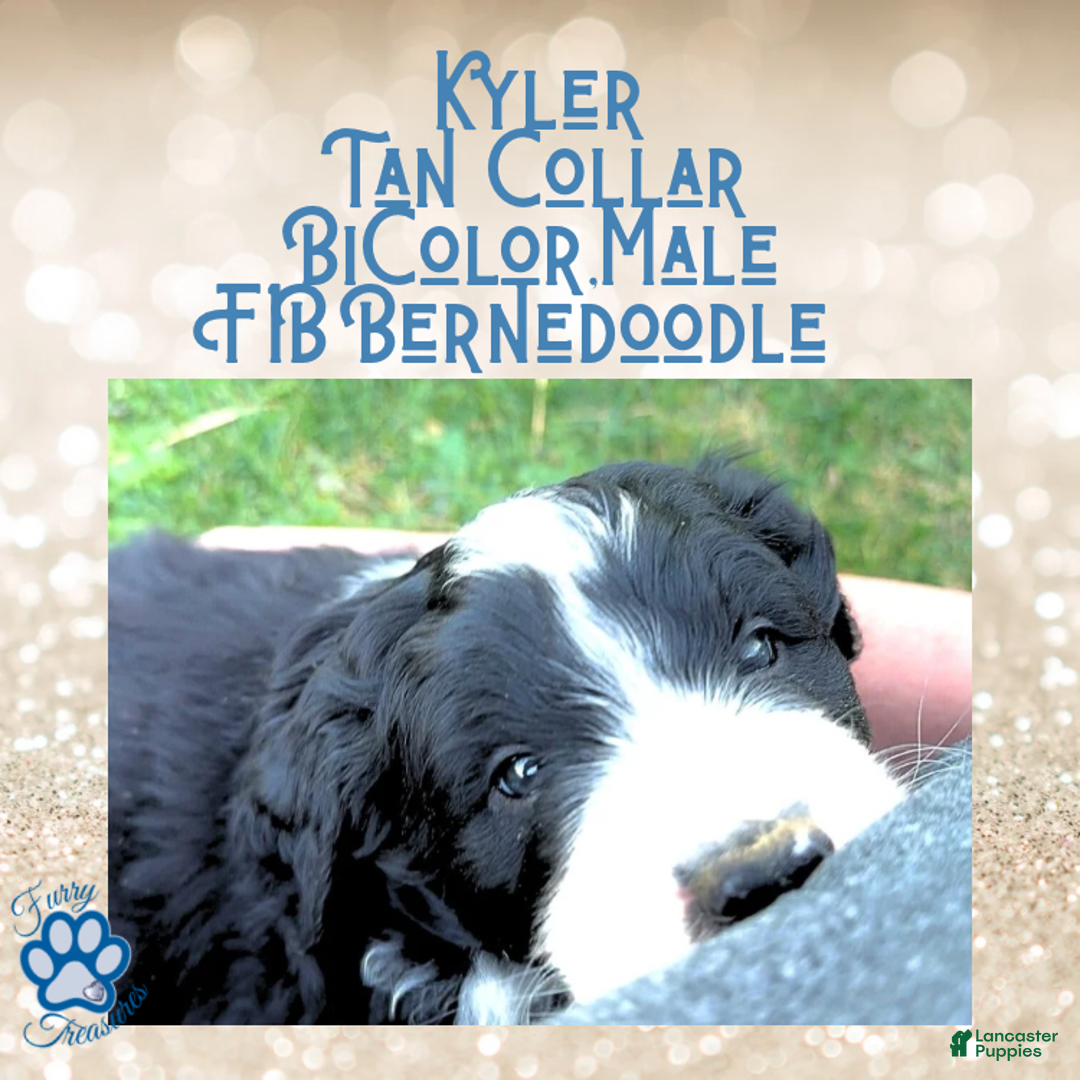 Mini Bernedoodle dogs for sale: Kian “Blue Collar” Male - Ad 35