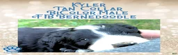 Mini Bernedoodle dogs for sale: Kian “Blue Collar” Male - Ad 51
