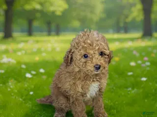 Toy Poodle dogs for sale: Tater tot - Ad 1