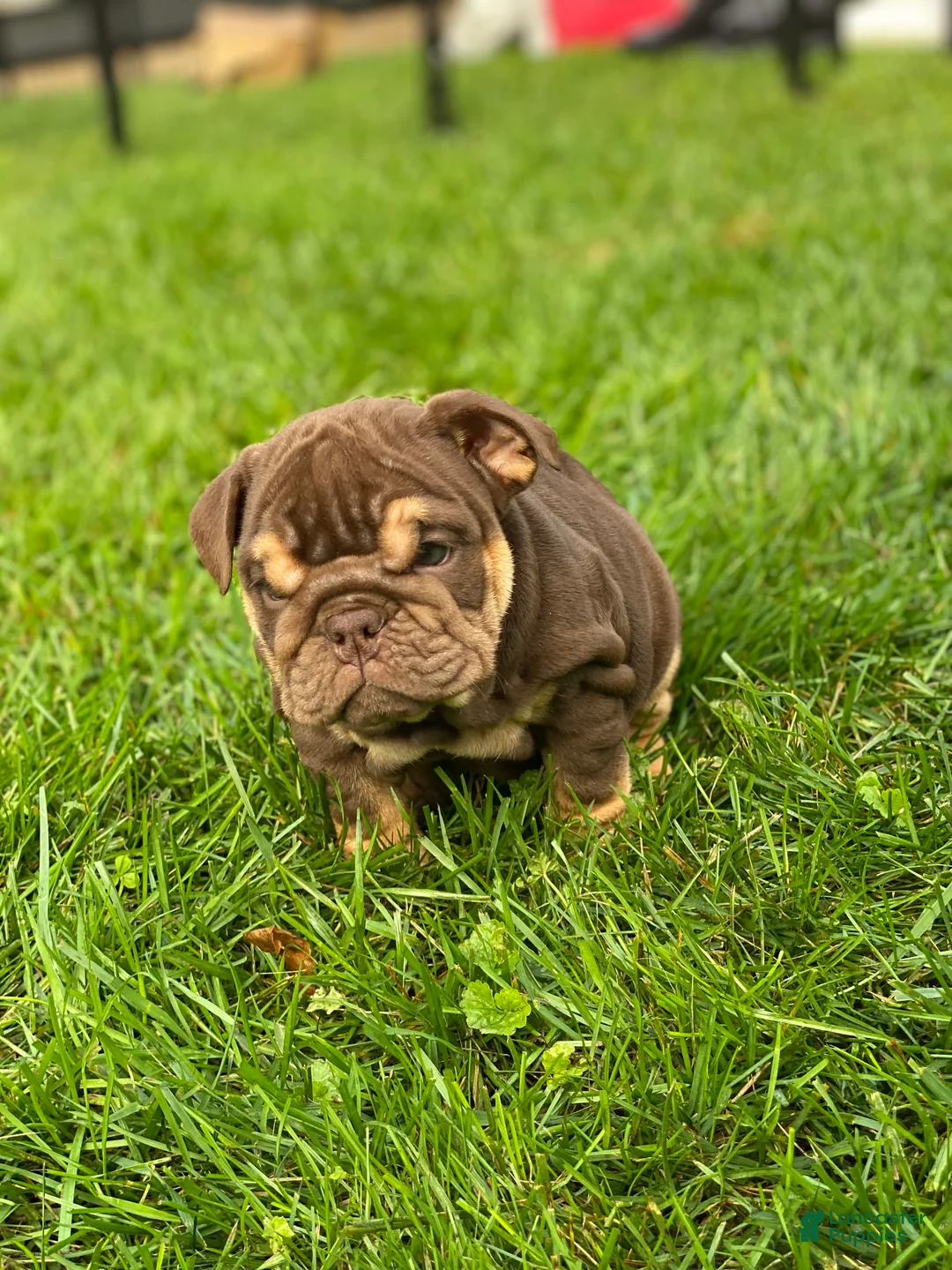 English Bulldog dogs for sale: Fire Ball - Ad 2