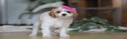 Cavapoo dogs for sale: Piper - Ad 5