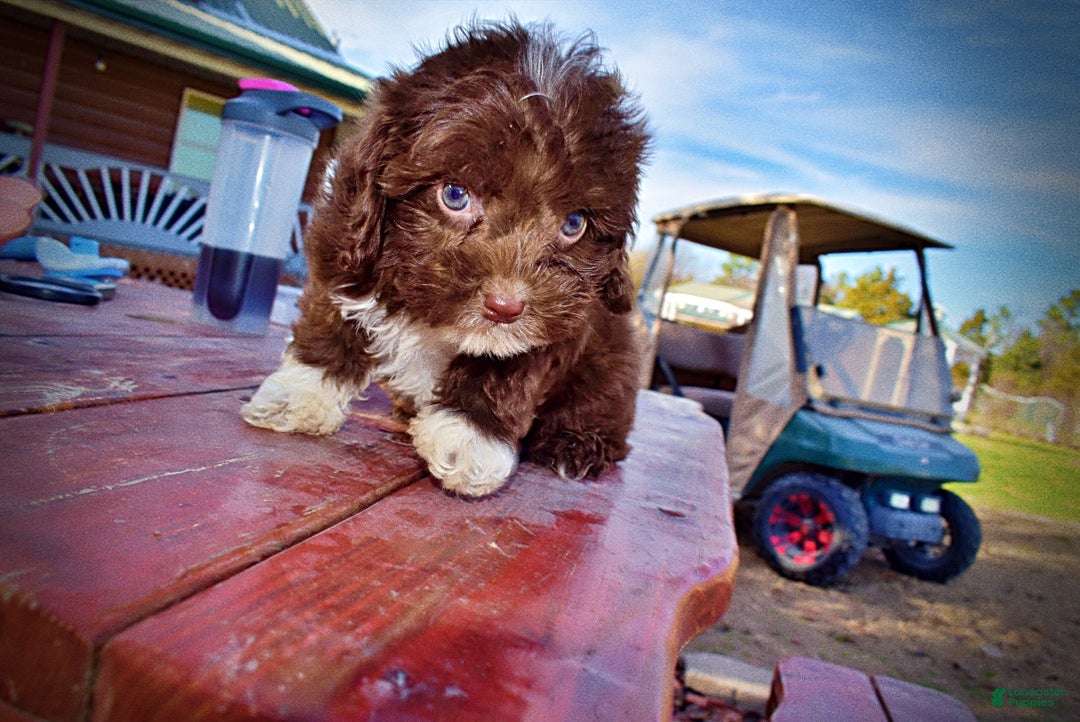 Havapoo dogs for sale: Ozzie - Ad 19