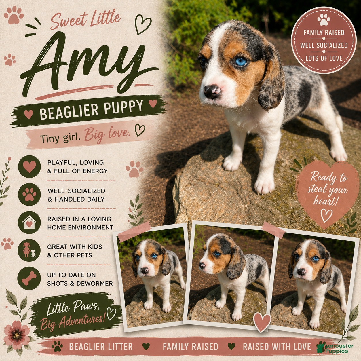 Beaglier dogs Amy - Ad 1