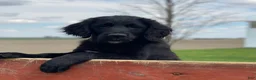 Mixed Breed dogs for sale: Bella - Ad 5