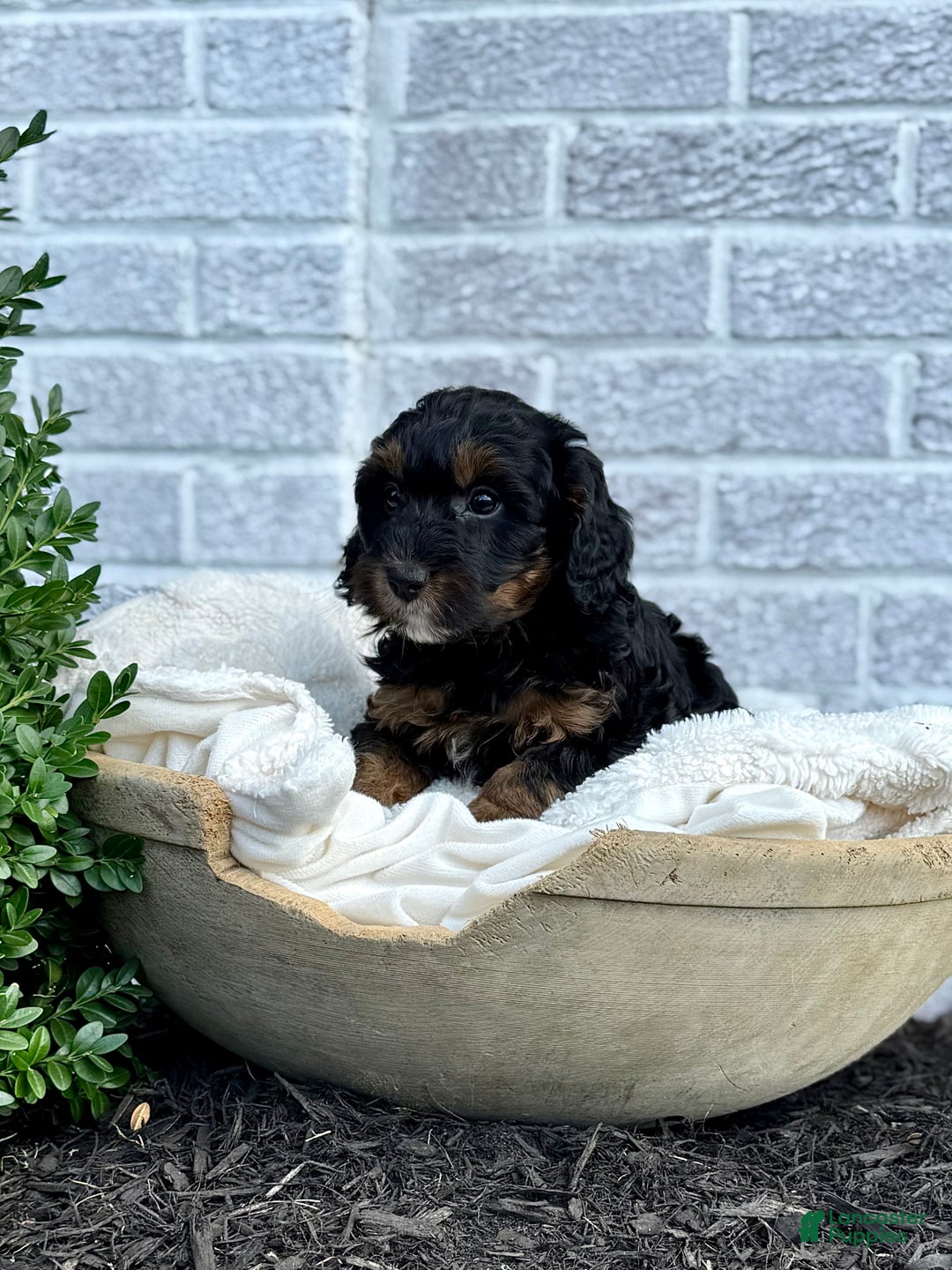 Cavapoo dogs for sale: Mickey - Ad 6