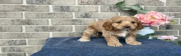 Cockapoo dogs for sale: Misty - Ad 11