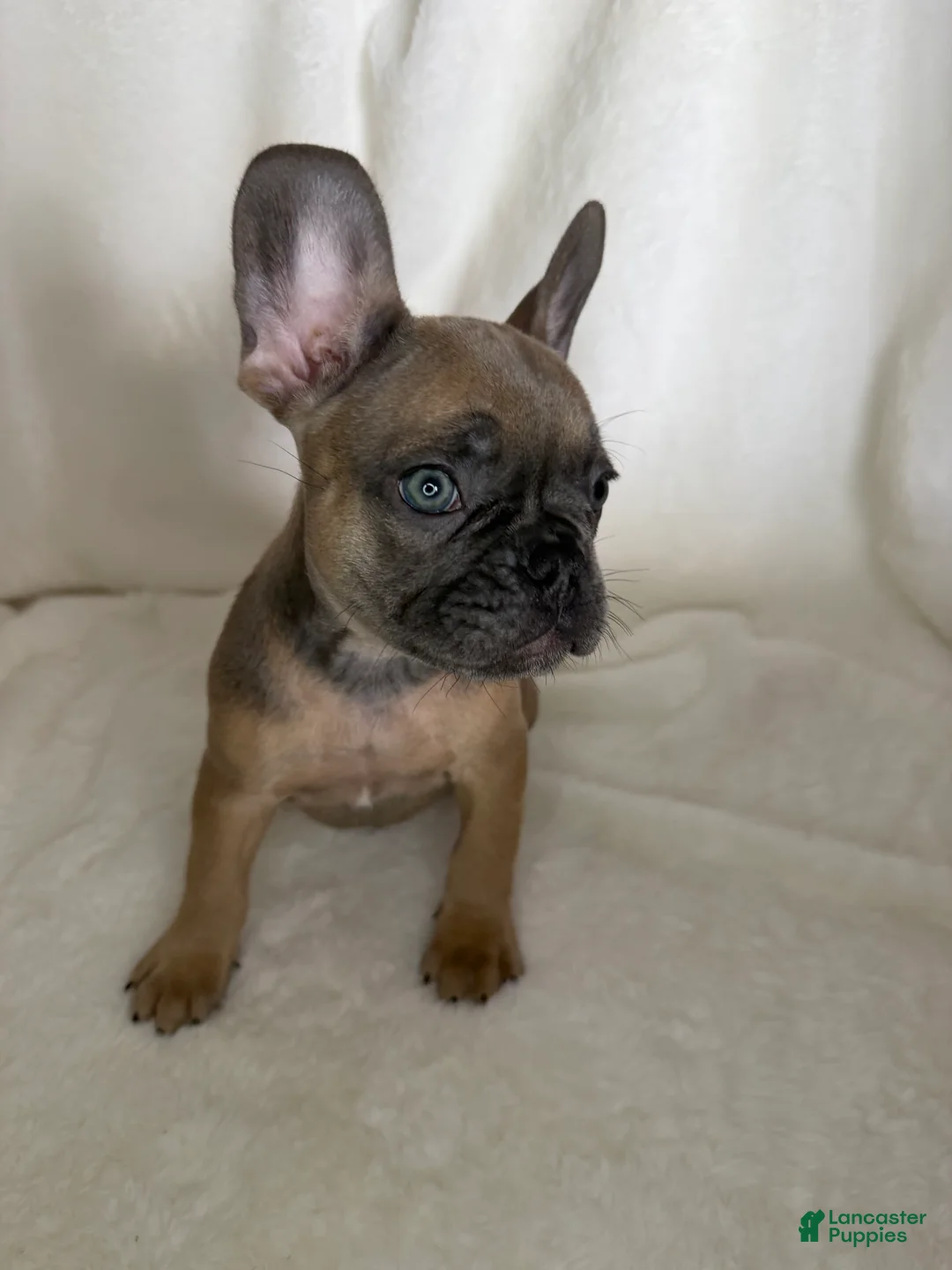 French Bulldog dogs for sale: French Bulldog 2 - Ad 1