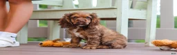 Cocker Spaniel dogs for sale: Milo - Ad 3