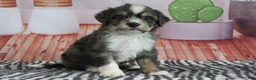 Mini Bernedoodle dogs for sale: Sommers - Ad 4