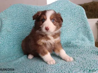 Australian Shepherd dogs Little Lady - Ad 29