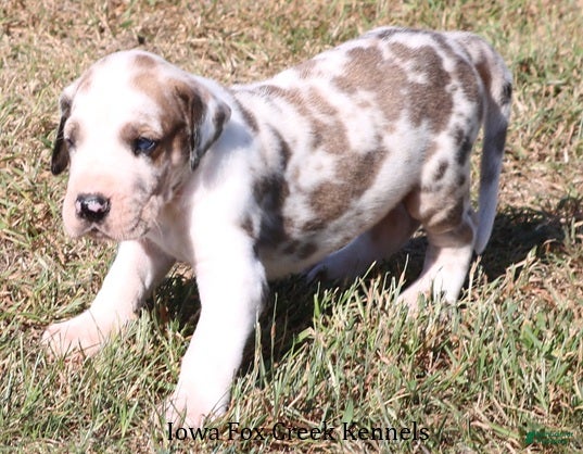 Great Dane dogs Great Dane 2 - Ad 2