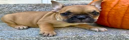 French Bulldog dogs for sale: French Bulldog Oakley  - Ad 1
