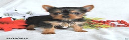 Yorkshire Terrier dogs for sale:  Teacup Hazel - Ad 4