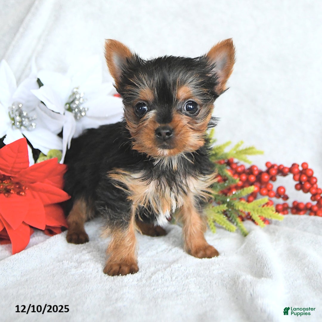 Yorkshire Terrier dogs for sale:  Teacup Hazel - Ad 4