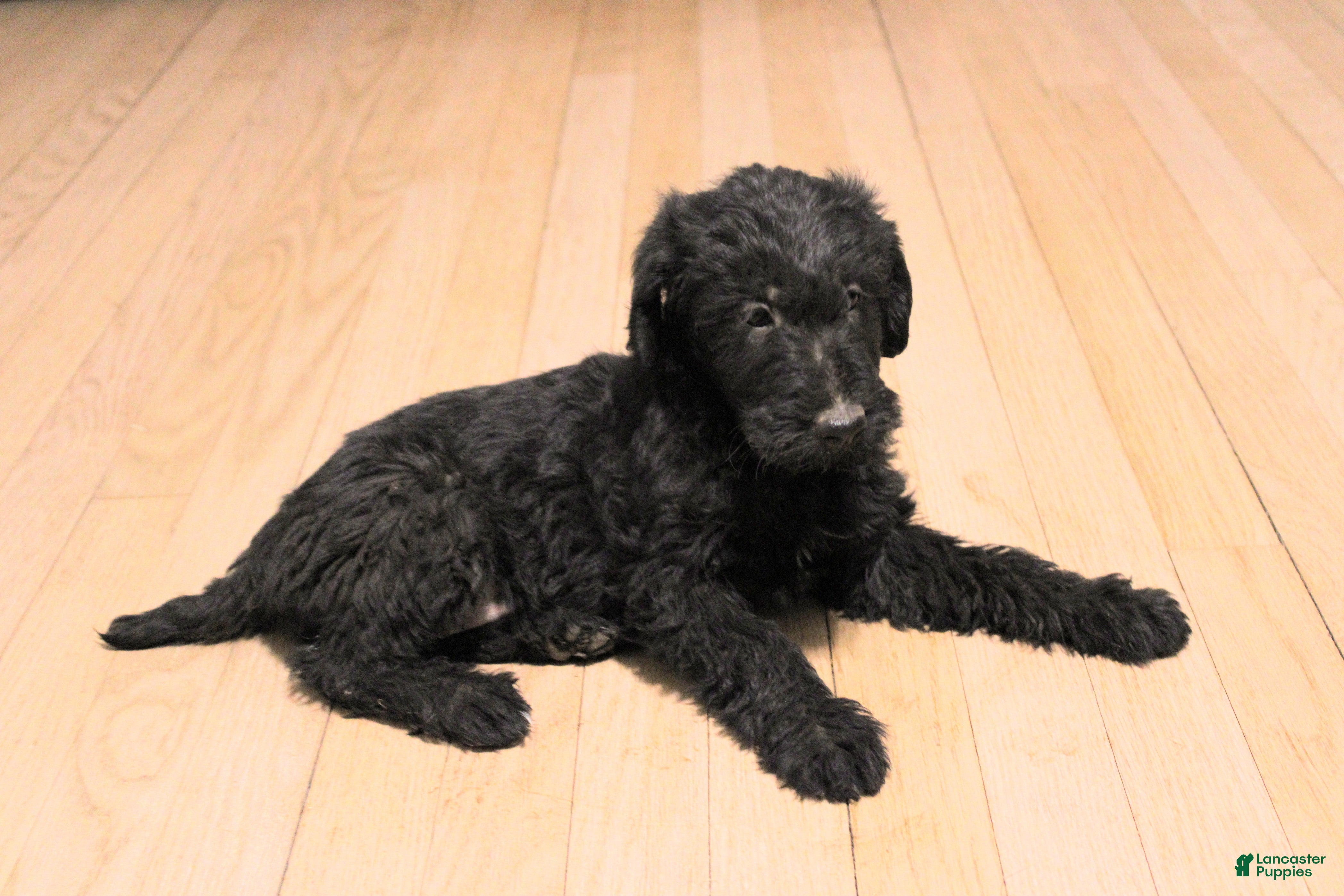 Mixed Breed dogs Hazel - Ad 1