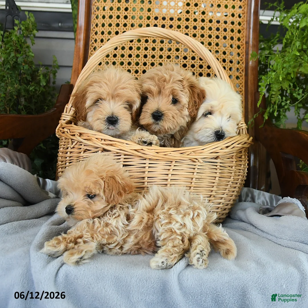 Maltipoo dogs for sale: Janie - Ad 5