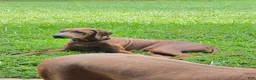 Rhodesian Ridgeback dogs for sale: Rhodesian Ridgeback 2 - Ad 3