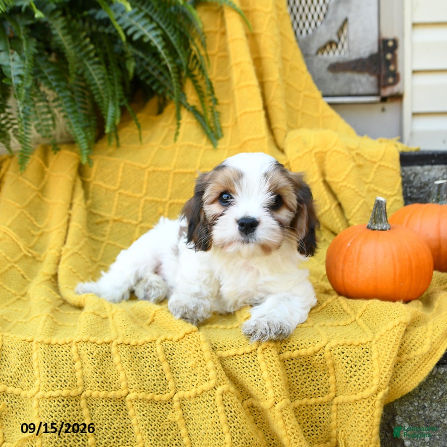 Cavachon dogs Holly - Ad 2