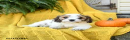 Cavachon dogs for sale: Holly - Ad 2
