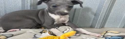 Italian Greyhound dogs for sale: Snapdragon - Ad 5