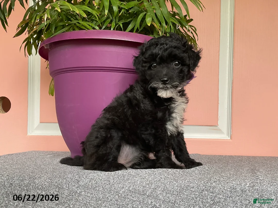 Mixed Breed dogs for sale: Lori - Ad 1
