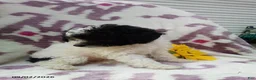 Miniature Poodle dogs for sale: Rainbow - Ad 8