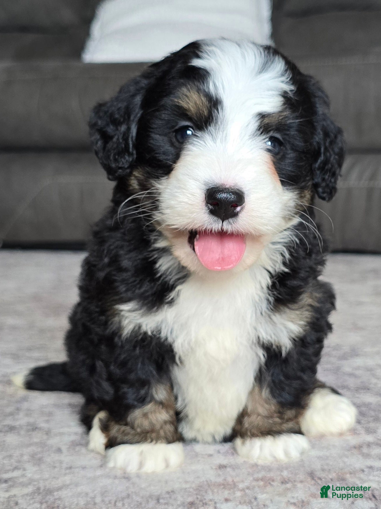 Mini Bernedoodle dogs Mini Poppy - Ad 1