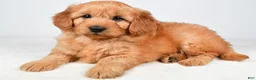 Mini Goldendoodle dogs for sale: Poppy - Ad 7