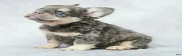 French Bulldog dogs for sale: Bruno - Ad 7