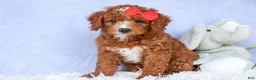Cavapoo dogs for sale: TUCKER - Ad 14
