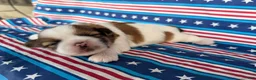 Shih Tzu dogs for sale: Quigley Shih Tzu  - Ad 5