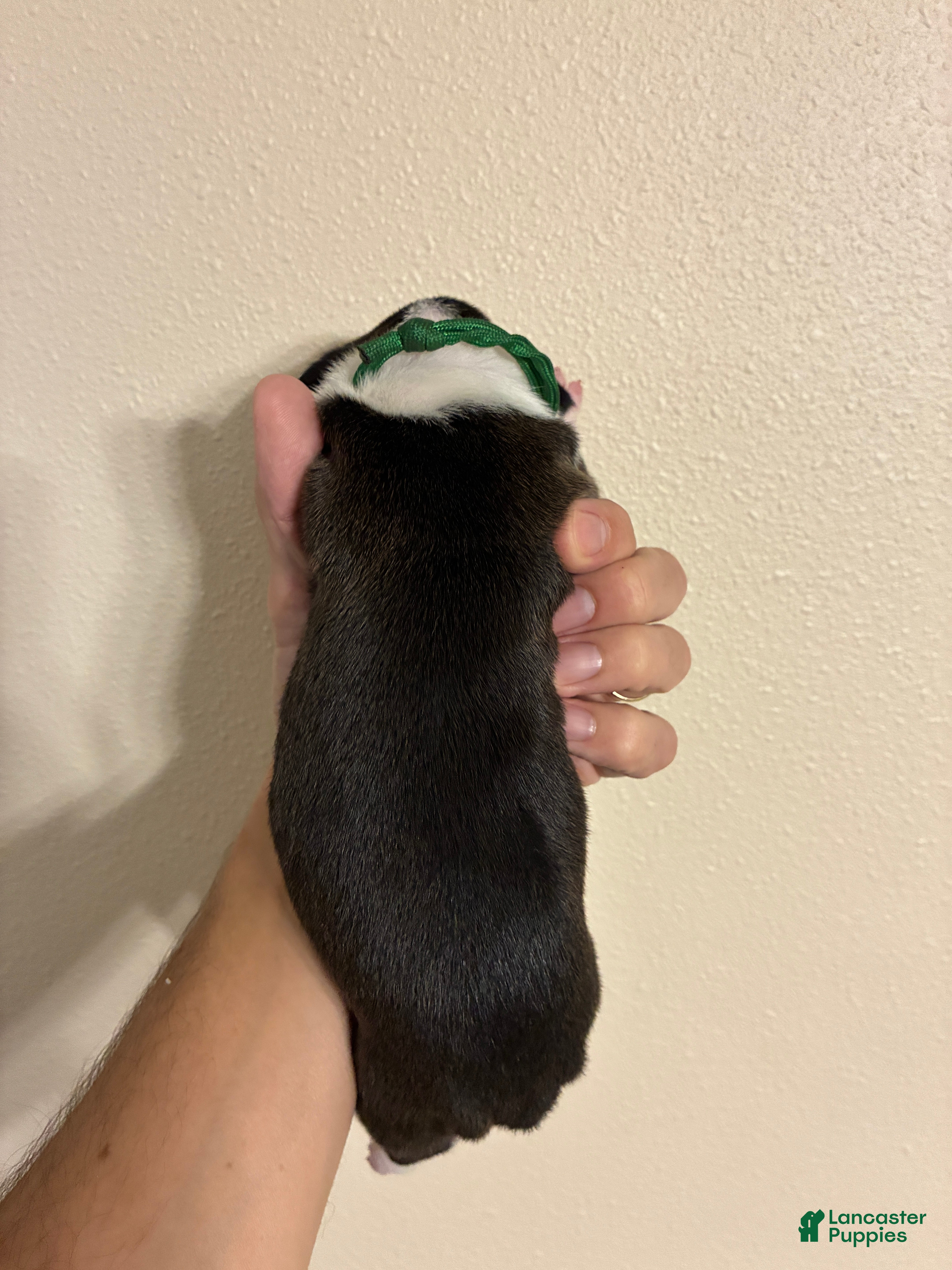 Boxer dogs for sale: Green collar - Ad 4