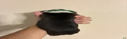 Boxer dogs for sale: Green collar - Ad 1