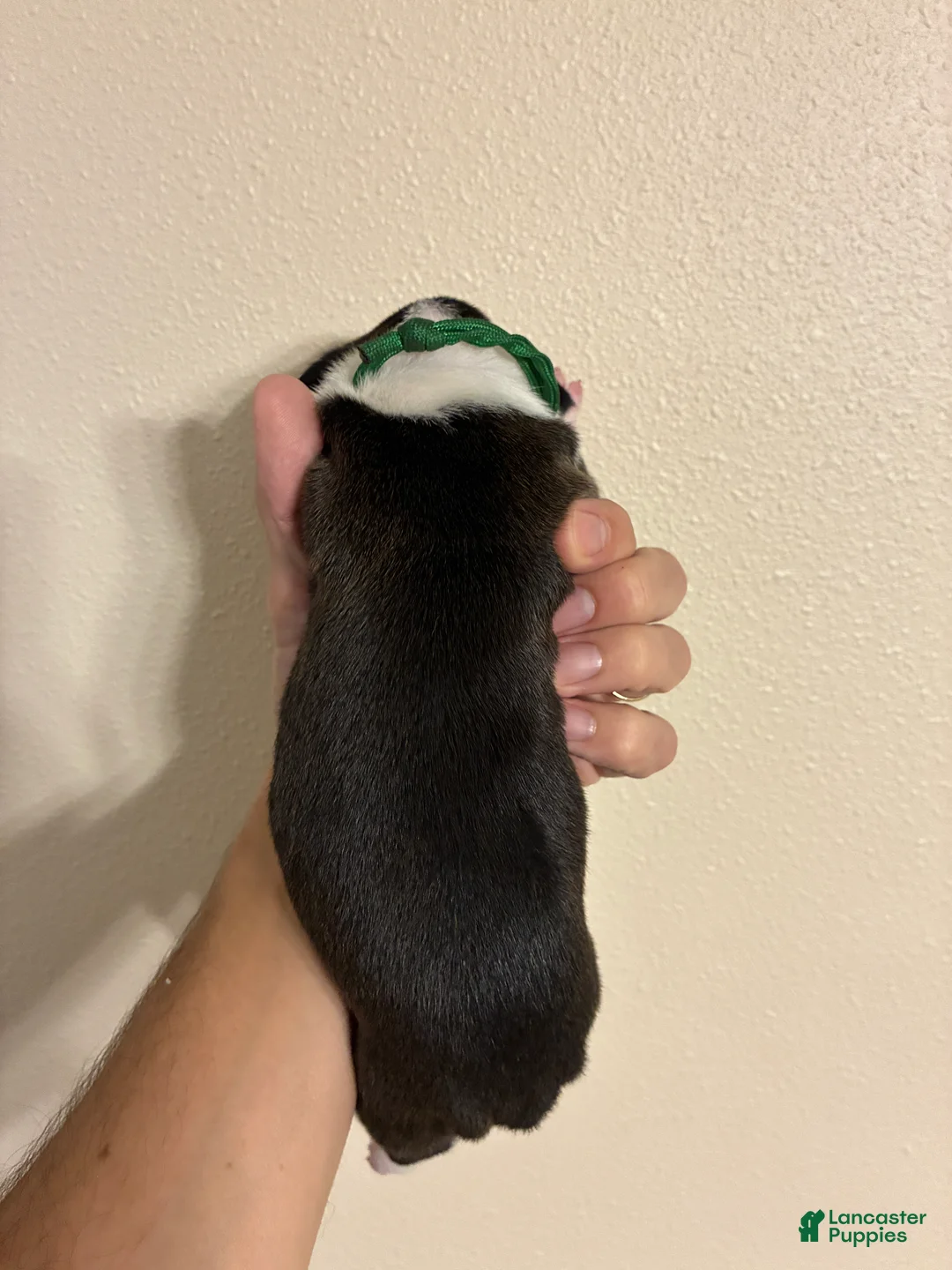 Boxer dogs for sale: Green collar - Ad 1