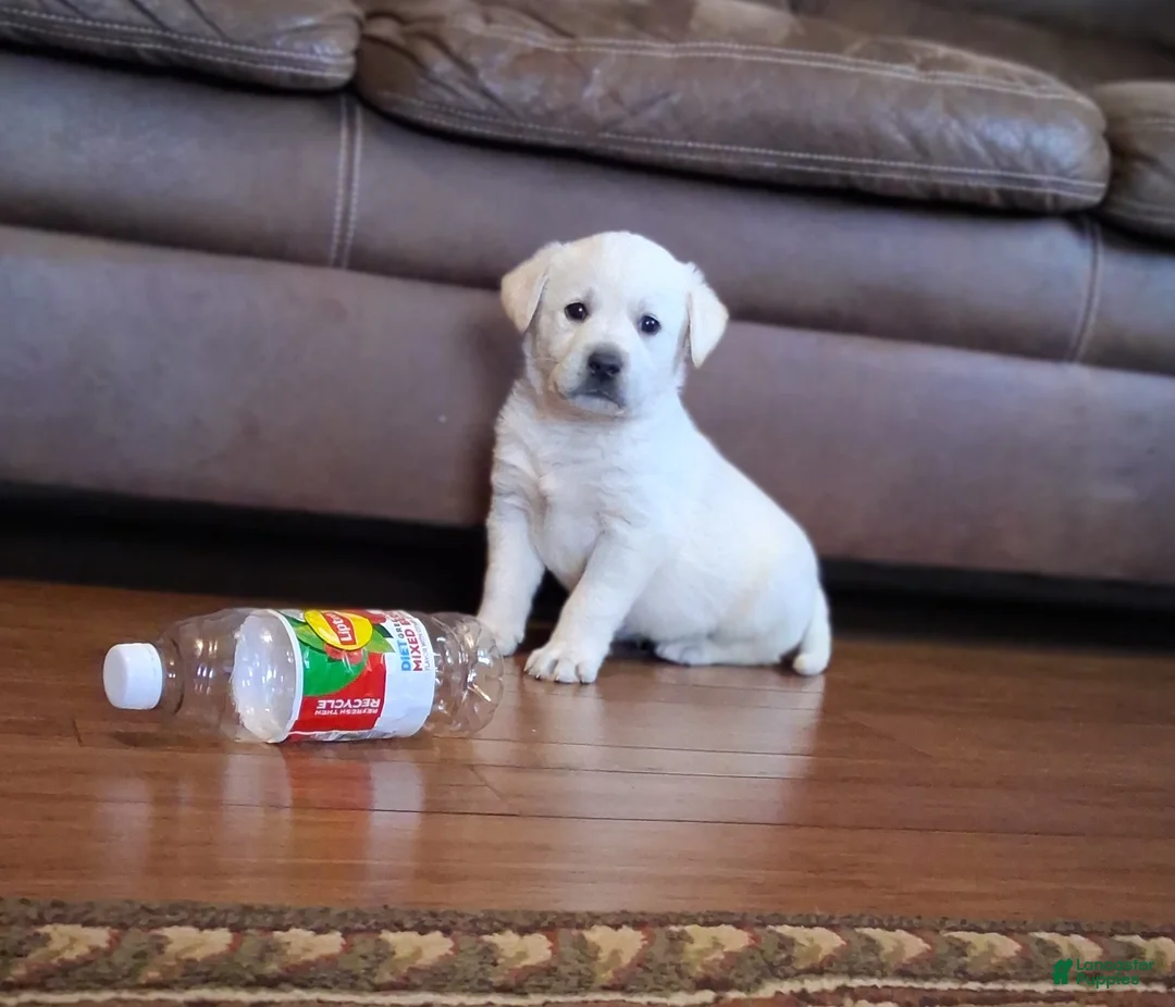 Labrador Retriever dogs for sale: Mack - Ad 1