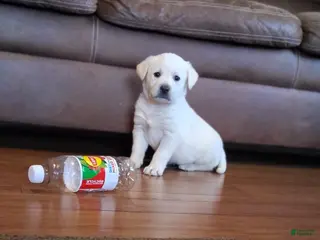 Labrador Retriever dogs for sale: Mack - Ad 2