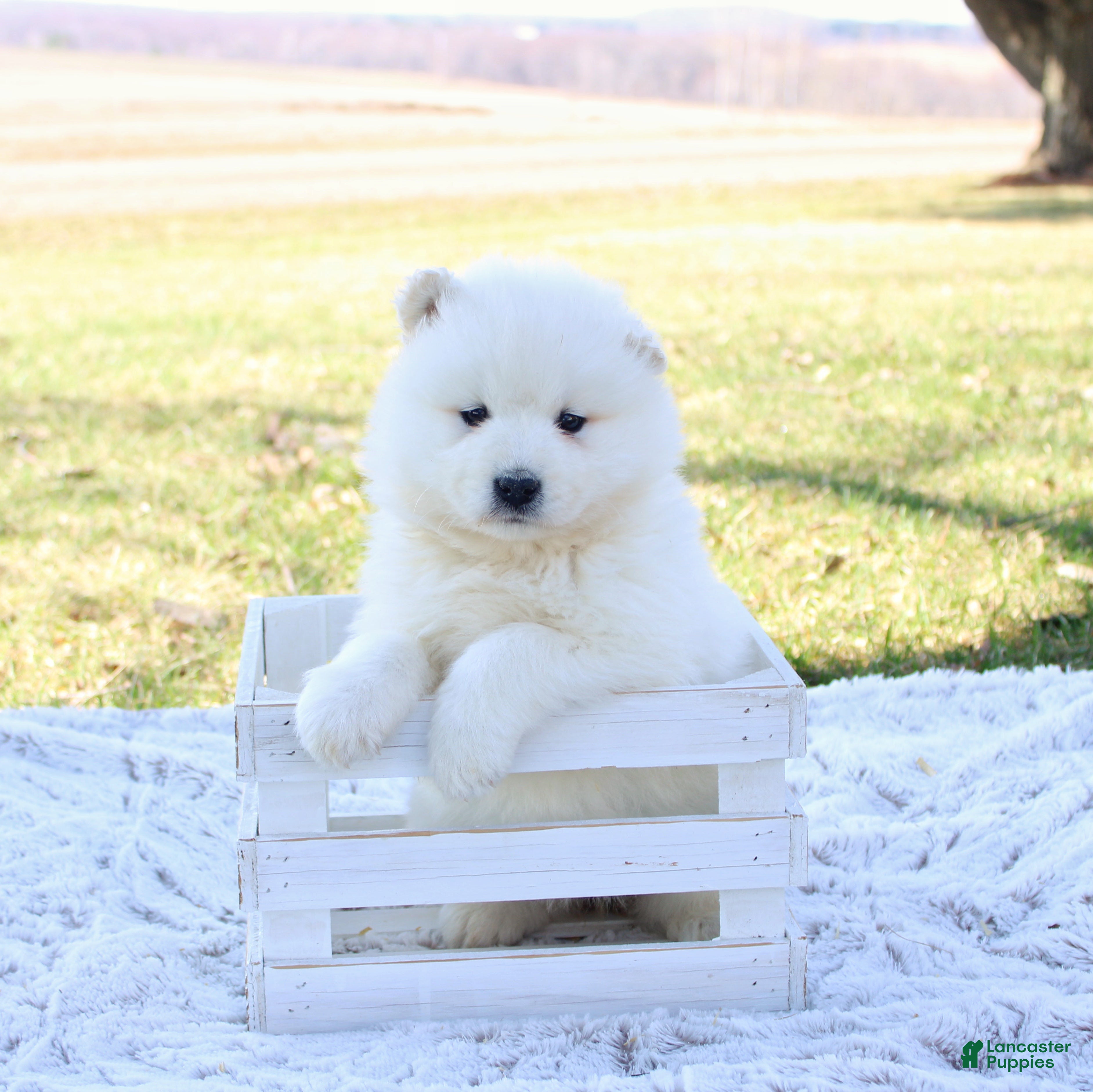 Samoyed dogs Samoyed Puppy 2 - Ad 1