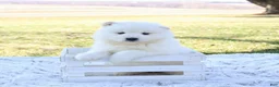Samoyed dogs for sale: Samoyed Puppy 2 - Ad 2