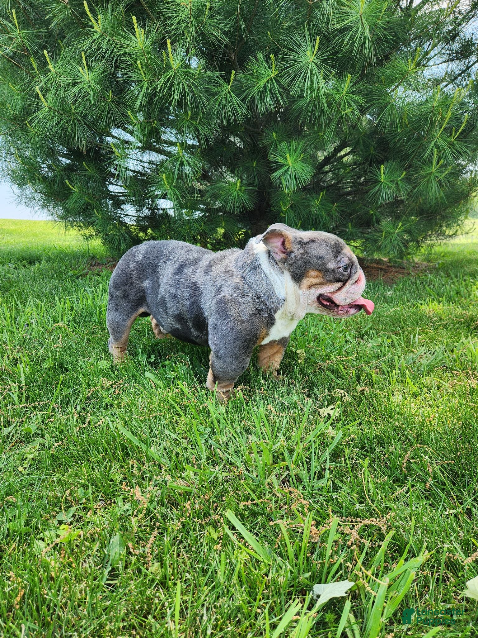 English Bulldog dogs Kobe Mini English  - Ad 2