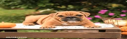 English Bulldog dogs for sale: Finn - Ad 4