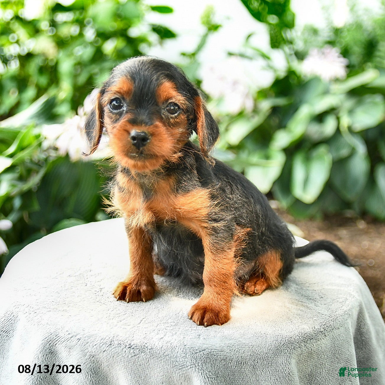 Yorkiepoo dogs Prisha - Ad 2