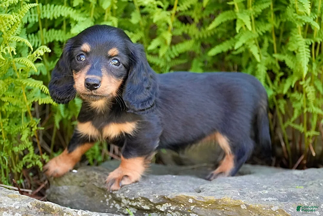 Miniature Dachshund dogs for sale: Rosie - Ad 2