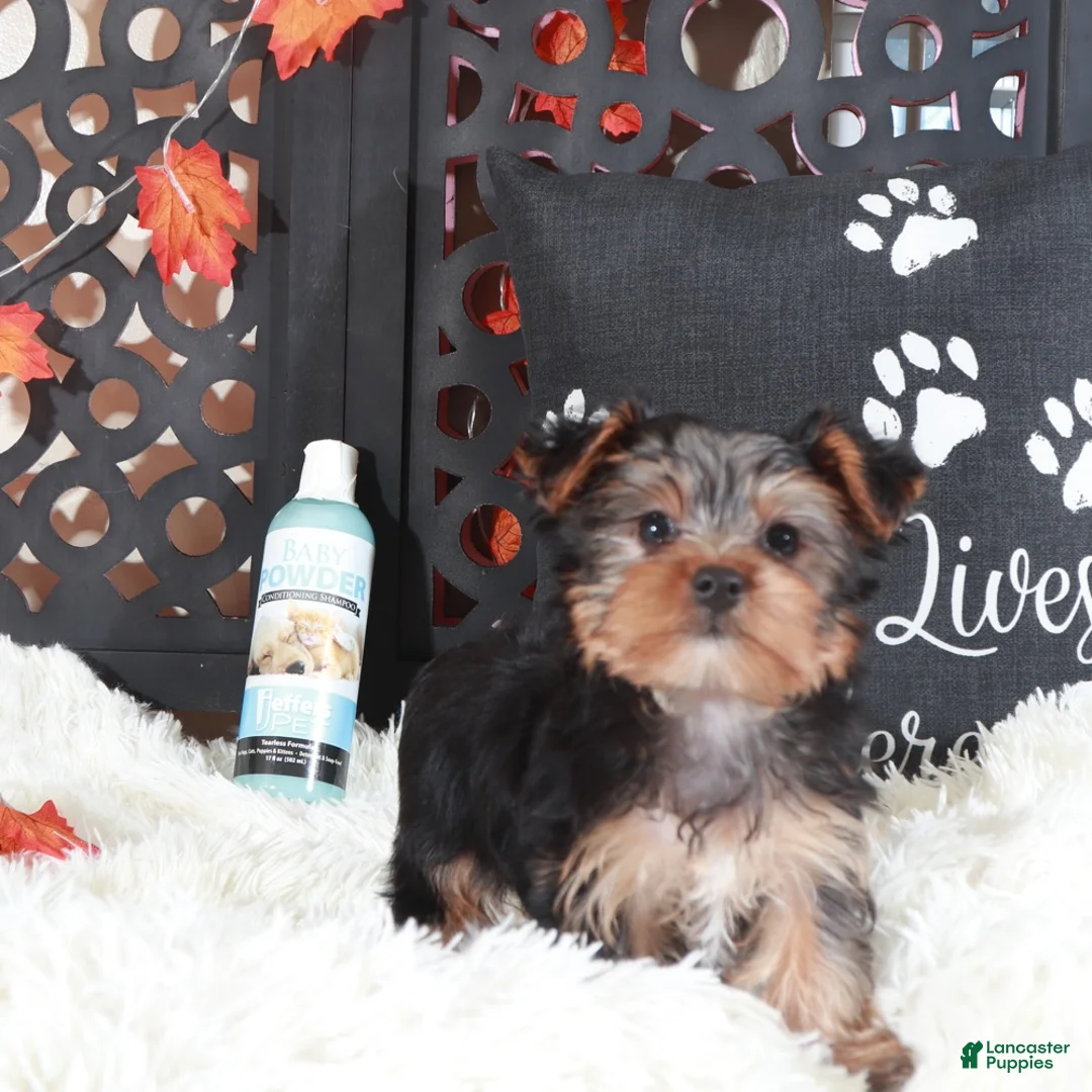 Yorkshire Terrier dogs for sale: Brutus  - Ad 5