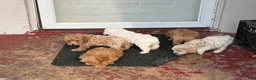 Shihpoo dogs for sale: Shihpoo 4 ~ prince - boy  - Ad 4