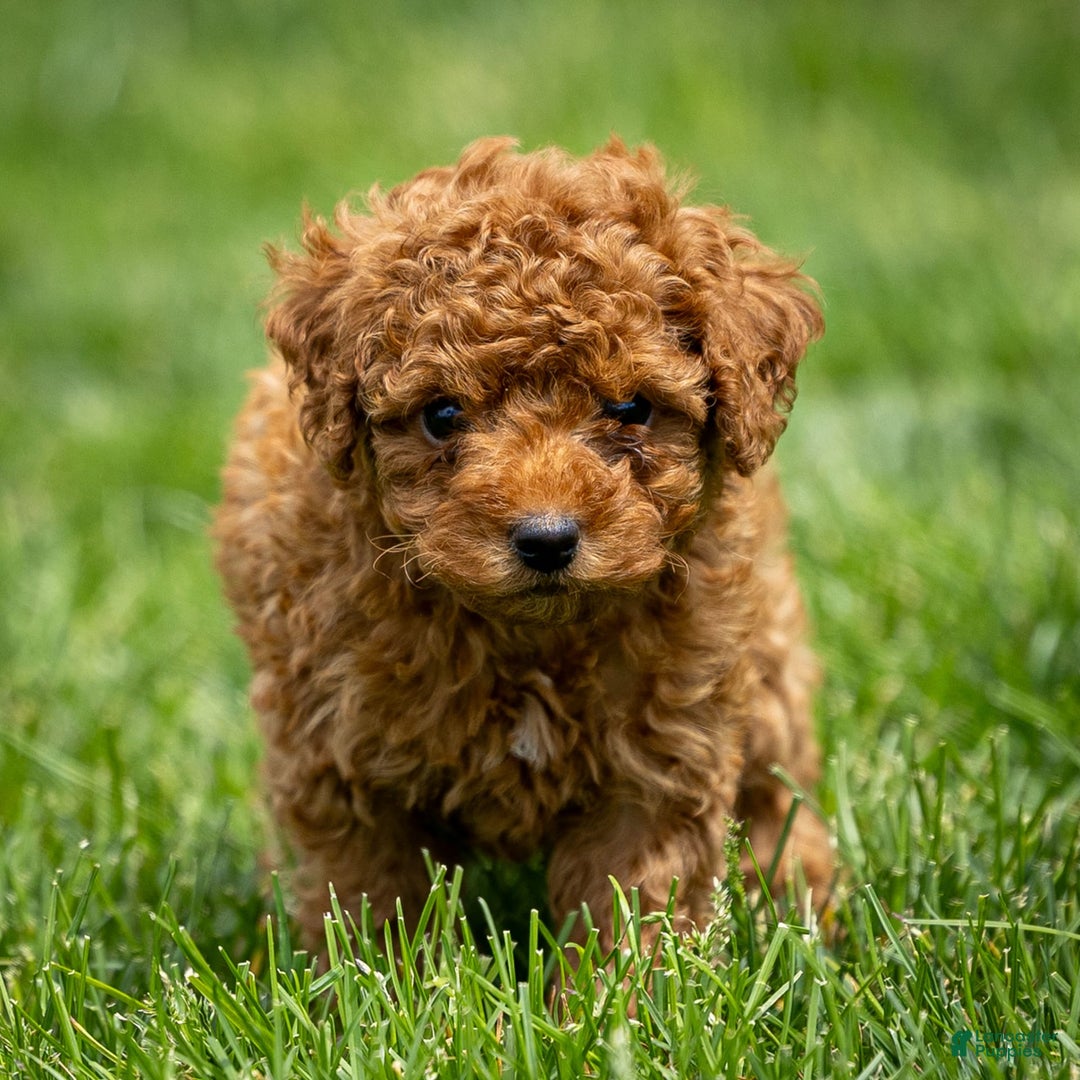 Toy Poodle dogs for sale: Maple Rose - Ad 14